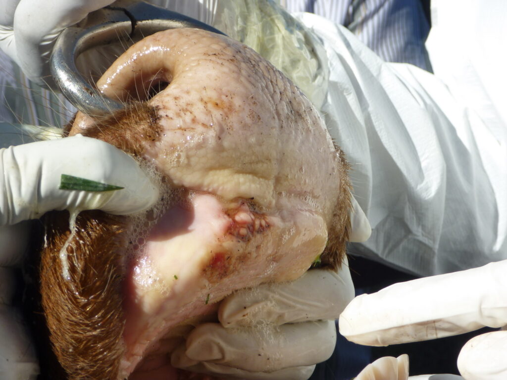 Foot and Mouth Disease lesions in the mouth of a cow 